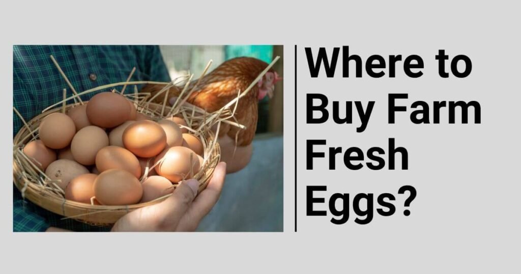 where to buy local farm fresh eggs?