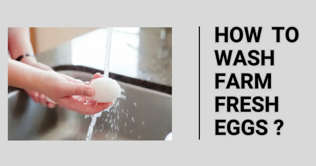 How to Wash Farm Fresh Eggs?