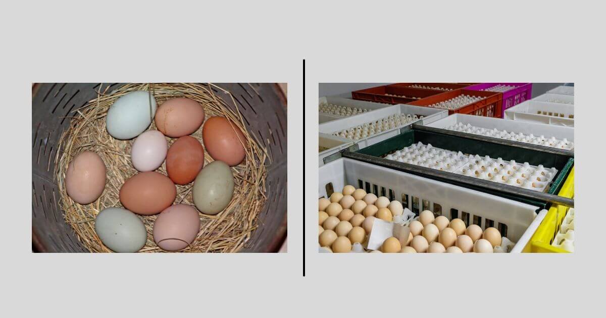 Farm Fresh Eggs vs. Industrial Eggs