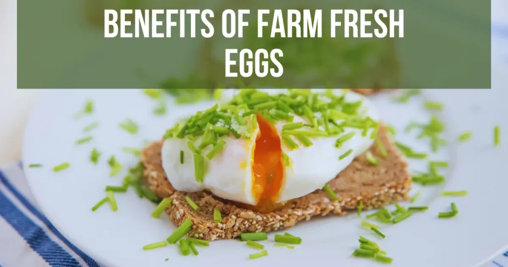 Benefits of Farm Fresh Eggs