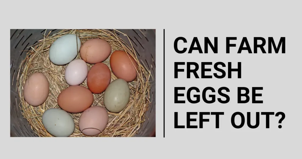 Can Farm Fresh Eggs Be Left Out?