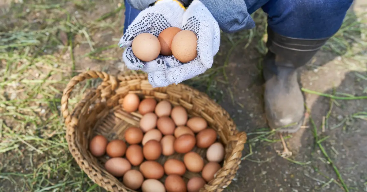 Why Are Egg Prices So High?