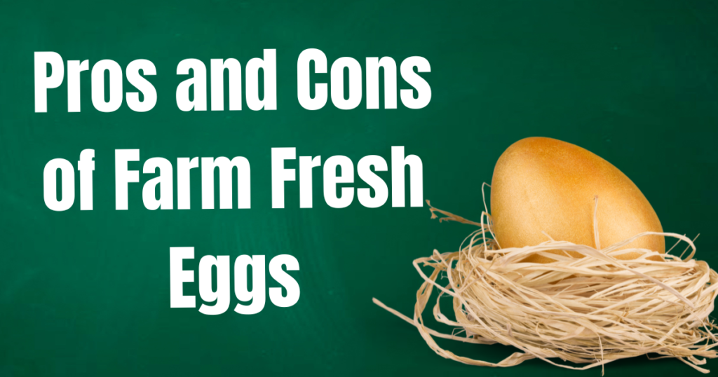 Pros and Cons of Farm Fresh Eggs