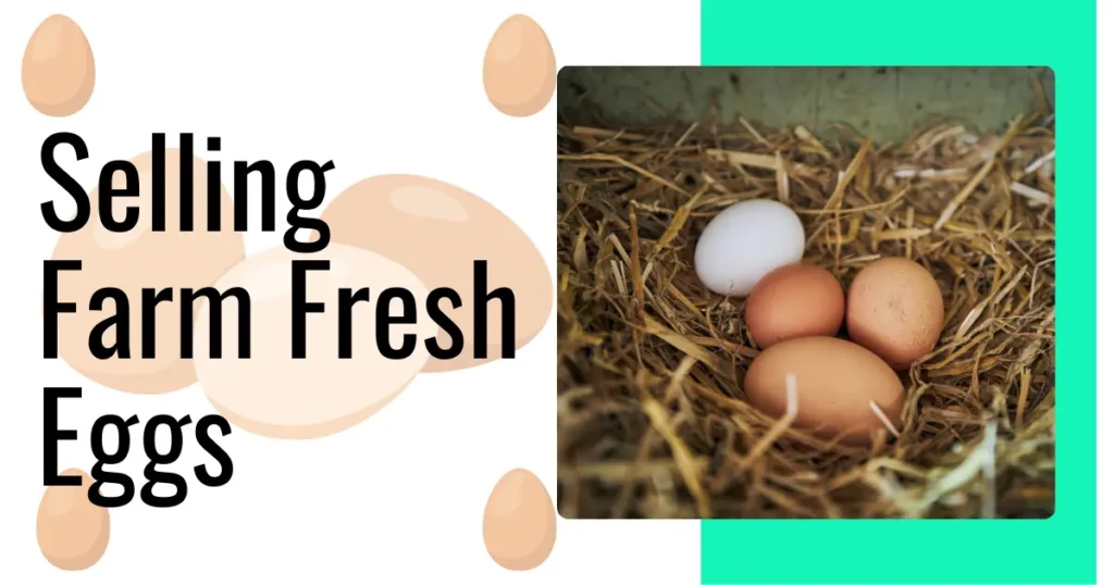 Selling Farm Fresh Eggs