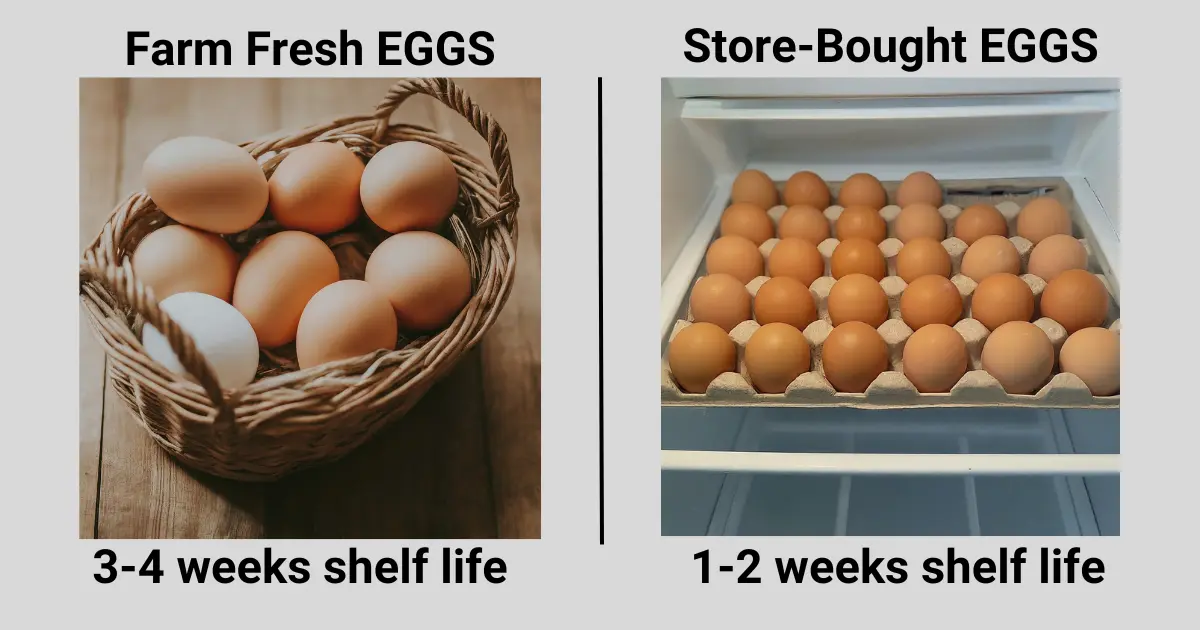 Comparing Farm Fresh vs. Store-Bought Eggs