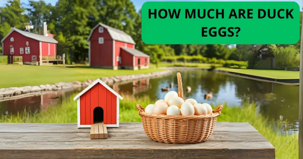 How Much Are Duck Eggs?