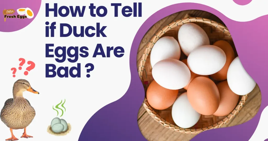 How to Tell if Duck Eggs Are Bad - Farm Fresh Eggs