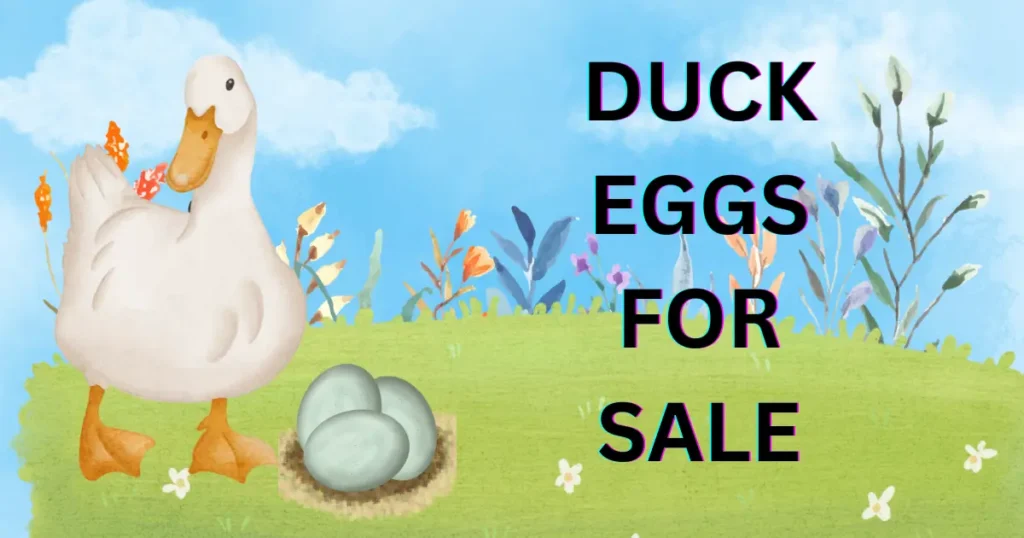 Duck Eggs for Sale