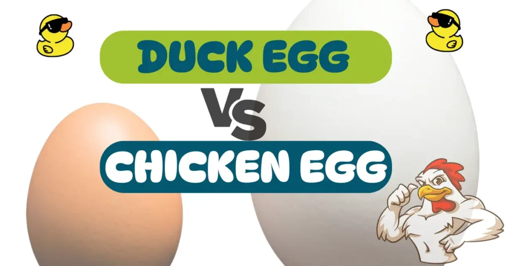 Duck Egg vs Chicken Egg