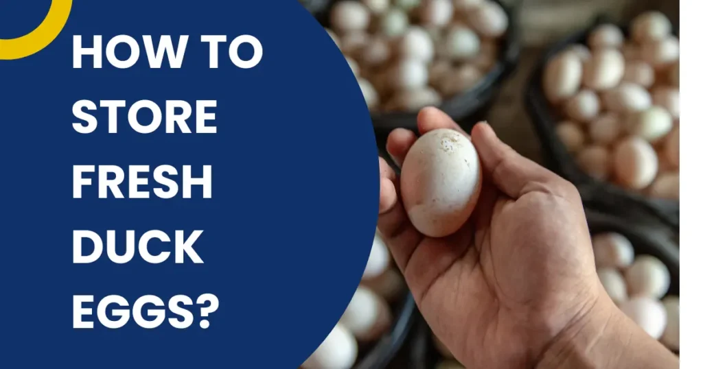 How to Store Fresh Duck Eggs?