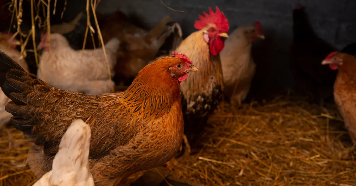 Chicken Farms Near Me