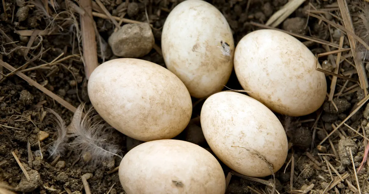 Where to Buy Duck Eggs