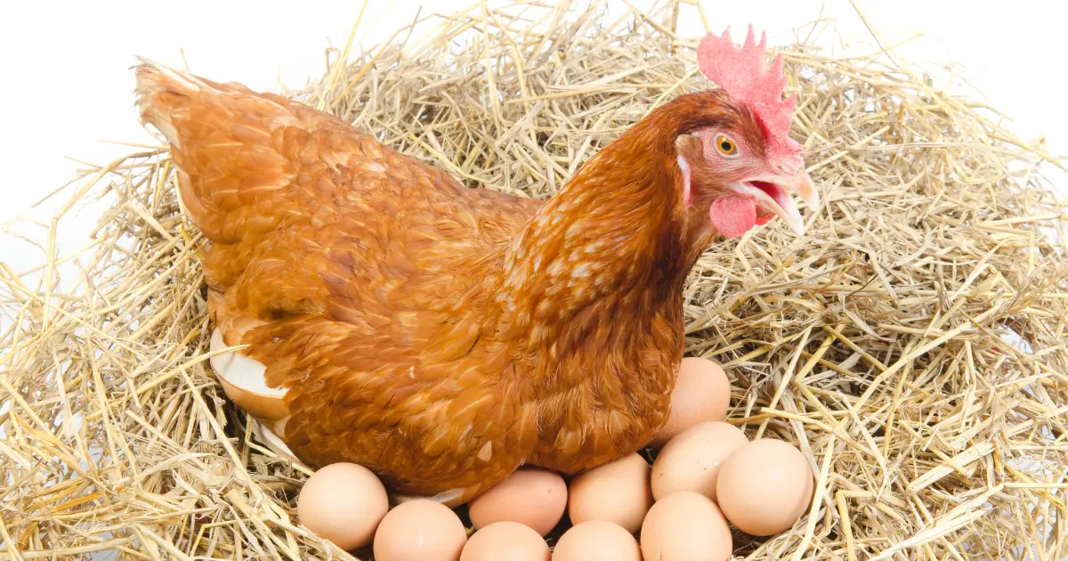 Benefits of Local Fresh Eggs