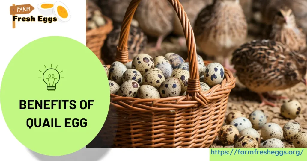 Benefits of Quail Egg