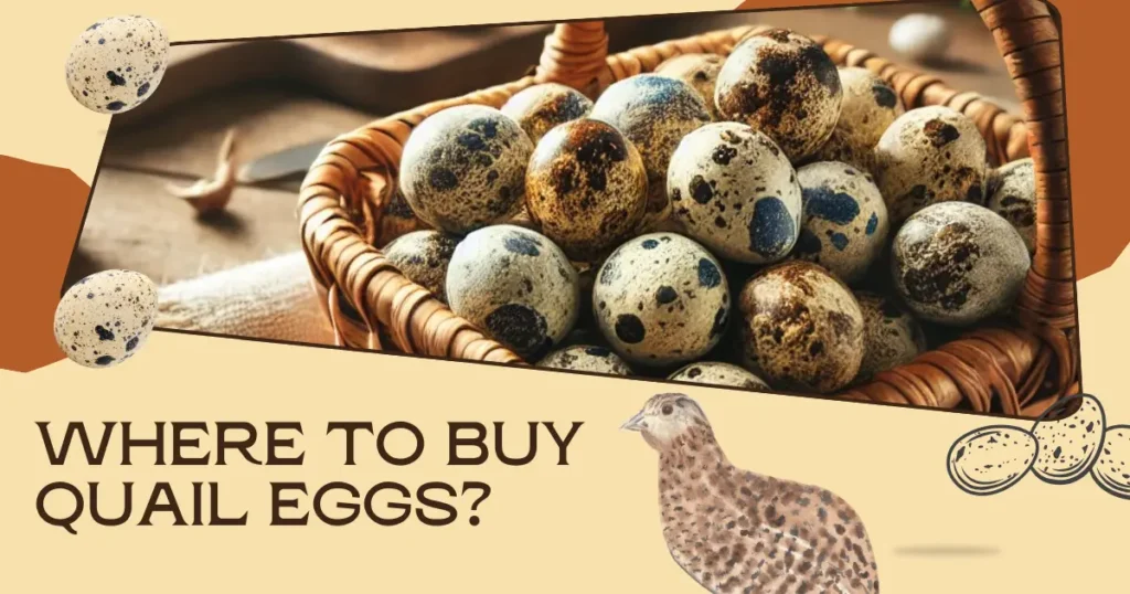 Where to Buy Quail Eggs?