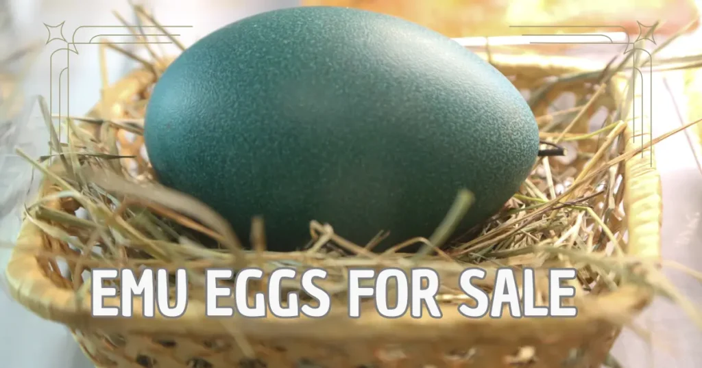 Emu Eggs for Sale