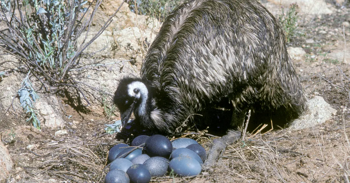 Emu Eggs vs. Chicken and Duck Eggs