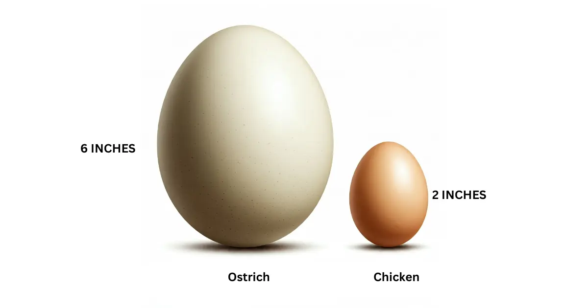 What Determines Ostrich Egg Size?